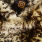 Kinshi Leopardo